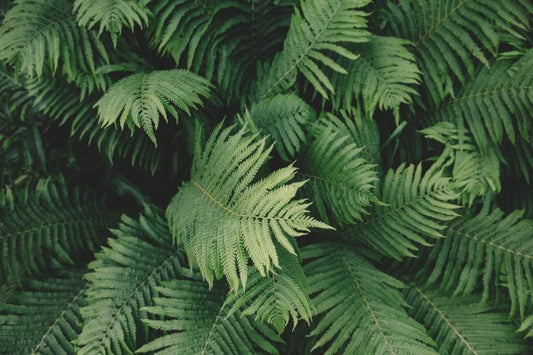 Ferns - The Mundane and Magical 101